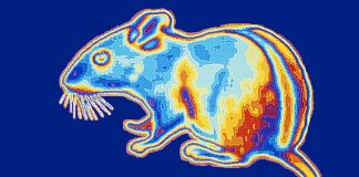 Nanopartikülleri gözlerine enjekte ederek ‘gece görüşü’ verilen fareler