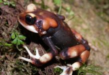 Ekvador’da ‘soyu tükenmiş’ kurbağayı bulan çocuk, türlerin canlanmasına yardımcı oldu